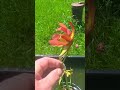 Quick look at Sarracenia flowers and growth of the vft's