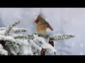Beautiful Birds photography Northern Cardinal/ Orchestral Music and Bird Photography Canon R5