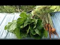 FRESH AND ORGANIC VEGETABLES FROM MY BACKYARD GARDEN 🇯🇲🙏🏻❤️