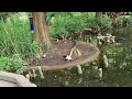 Cypress swamp at Saint Louis zoo, Missouri