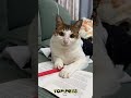 😺 I'm the boss here! 🐕 Funny video with dogs, cats and kittens! 😸