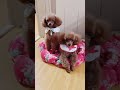 타이니푸들 자매 / Tiny Poodle Adult Dog #cute