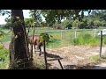 Brown horse vídeo!
