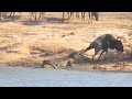 17 Hyenas Take Down A 8-Ton Hippo To Avenge Their Leader! Tragic End Of The Swamp King!