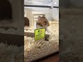 ハムゴラスイッチ🐹練習中