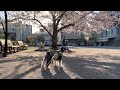 桜咲く早朝のお散歩