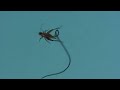 These Hairworms Eat a Cricket Alive and Control Its Mind | Deep Look