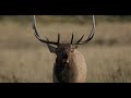 ELK BUGLING IN ROCKY MOUNTAIN NATIONAL PARK HD - Wildlife Photography/Estes Park/Tetons/Jackson Hole