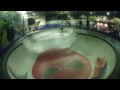 Sjur Alfstad and Martin fosselie - scootering in vision skatepark