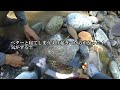 大岩魚が潜む渓へ【新規開拓】