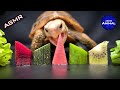 ASMR EATING FOOD MUKBANG 🐢 Turtle Tortoise 96