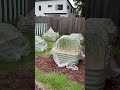 Quick one minute tour of my garden.
