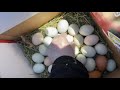 Đi lượm trứng/collecting eggs