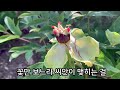 모란이 진다/아버지가 그립다