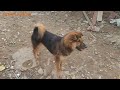 Angry And Aggressive Street Dog - Angry Loud Street Dog Barking