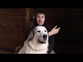 Livestock Guardian Dogs / Homestead LGD Basics & Answering YOUR Questions!