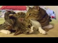 Cat grooming his buddy