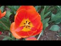 서울숲은 지금 튤립꽃 활짝, 봄여행지 꼭 가봐야할 곳, 핫풀서울숲 데이트코스추천, 고결하고 우아한 튤립의 자태ホットプールソウルの森デートコースのおすすめ、 Elegant tulip