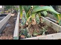 How To Grow Leeks - A Complete Guide From Sowing Seed To Harvesting.