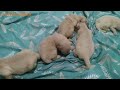 WHERE IS MY MOM - Cute Newborn Puppies is crying