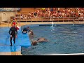 Dolphins 🐬 Show @ Aksu Dolphinarium Antalya