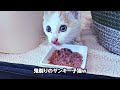 【子猫 保護】次から次へと子猫が捨てられます...