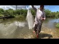 Scooping Up All the CRABS You Want in a Roadside Ditch (CATCH AND COOK)