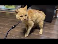 【元野良子猫】家猫デビュー! たたみに似過ぎて 家族で大騒ぎ!