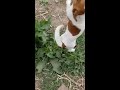 ABSOLUTELLY CRAZY POWERFULL JACK RUSSELL TERRIER BITE FORCE