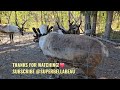 MEET SOME BEAUTIFUL REINDEER IN FAIRBANKS ALASKA! CUTENESS OVERLOAD! 🦌 #reindeer #wildlife #deer