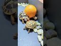 Choosing a healthy and well-conditioned tortoise is essential to ensure its long-term well-being.