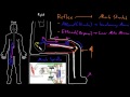 Muscle stretch reflex | Organ Systems | MCAT | Khan Academy