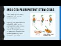 STEM CELLS: Totipotent, pluripotent, multipotent and unipotent.  Learn how iPS cells are made