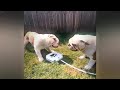 When Cats Are So Silly 😹 I will die laughing 😆😘 Funny Animal Moments 🐶
