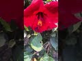 Red Hibiscus, Hawaiian hibiscus