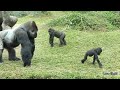 Part 1 : Gorilla dad often needs to stop two sons' rough play recently /大猩猩爸爸迪亞哥最近常要阻止兒子們的激烈玩耍