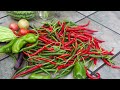 Organic Vegetable Garden