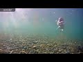 Underwater Salmon Cam - Katmai National Park, Alaska 2021 Highlights