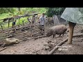 Today Robert sells pigs and makes cassava cakes so delicious. Green forest life (ep222)