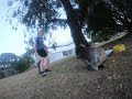 Friendly Koala Wants to be Picked up After Being Given Water