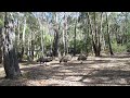 Emus walking