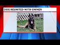 Dog reunited with owner after car crash