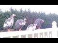 Guinea  Fowl Calling For Their Mom