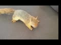 Esquilo Brincando🐿 Loving squirrel