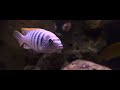 Blue Bar Malawi Mbuna Cichlids In Crazy Real 4K HDR | African Cichlid Fish