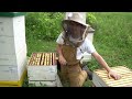 Why Managing Bee Hives as Single Brood Chambers Works