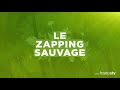 Ce tamanoir s'enfile 30 000 insectes par jour - ZAPPING SAUVAGE