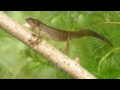 UK Pond Life