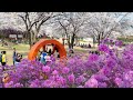 Best Azalea attractions near Seoul/Bucheon Wonmi Mountain Azalea Garden/A day trip by subway