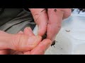 Aquatic Insects of the Middle River